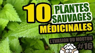 10 PLANTES SAUVAGES COMESTIBLES (ft Youtubers "autonomistes") - L'évasion du Mouton #16