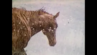 Mustang! (The Wonderful World of Disney) 1973