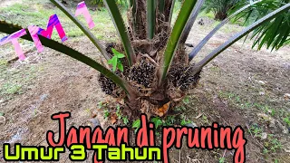 Kelapa sawit umur 3 tahun sudah di  Panen (Thamrin49 2Ha )