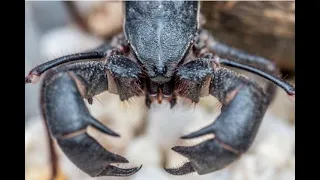 Acid Shooting Land Lobsters Are Emerging At Big Bend Paranormal News