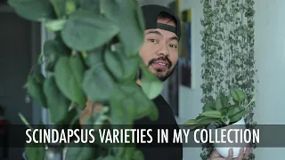 How to Care & Propagate Scindapsus Varieties | Houseplant Care Tips