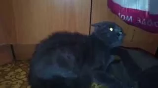 ШОК!!!В кота вселился дьявол? # SHOCK! The cat was possessed by the devil