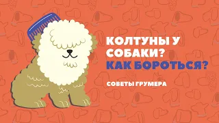 Как бороться с колтунами у собаки?