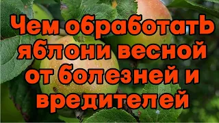 Чем обработать яблони весной от болезней и вредителей