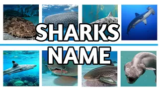 Sharks Name in English | Different types of Shark #ltsenglish #sharks #vocabulary #fyp #subscribe