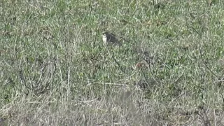 Calandria común (Melanocorypha calandra) cantando