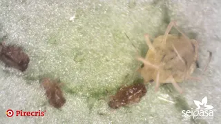 Efecto de choque de Pirecris en el control de pulgón (Aphis spiraecola)