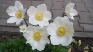 Zawilec gajowy - wood anemone - 10/05/2014