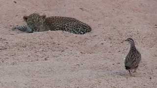 Leopard And Partridge bird | Partridge bird and leopard