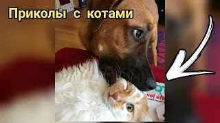 Говорящие Коты 🐱 Приколы с Котами 🐱😻 Смешные Коты и Собаки 🐱🐶😂