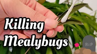 HOW TO KILL MEALYBUGS on Hoya + Other Houseplants ☠ quick, easy, cheap & effective pest treatment