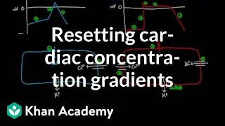 Resetting cardiac concentration gradients | Circulatory system physiology | NCLEX-RN | Khan Academy
