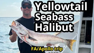 A giant 33LB Catalina Island yellowtail, white seabass, halibut & the tackle tips you need to know