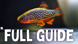 Species Spotlight: Celestial Pearl Danio (Care + Breeding Guide)