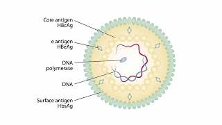 Viral Genomes and Replication for the USMLE Step 1