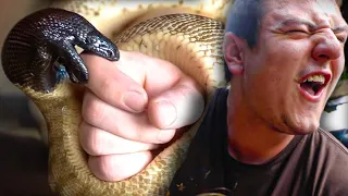 PAINFUL PYTHON BITE!!! | BRIAN BARCZYK