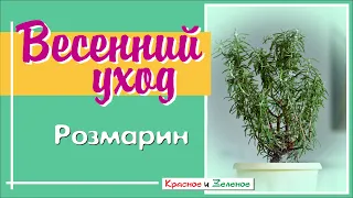 РОЗМАРИН. Весенний уход