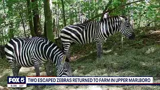 Two zebras on the loose for months in Prince George's County returned to herd | FOX 5 DC