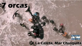 Rescue of 7 ORCAS stranded in La Caleta | Argentina | Drone 4k