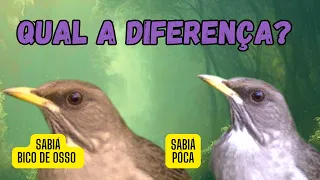 Você sabe a diferença entre a sabiá póca e a sabiá bico de osso? Pássaro silvestre livre na natureza