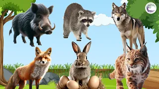 Love Life: Boar, Raccoon, Wolf, Fox, Rabbit, Lynx - Animal Sound