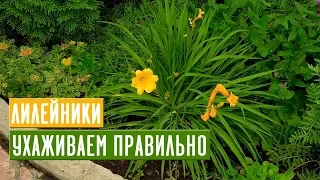 Все, что нужно знать о лилейниках 🌺 Мои любимые сорта / Садовый гид