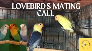 Lovebirds mating call | breeding season #viralvideo #parakeet