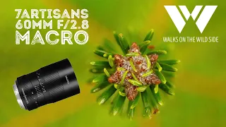 Best value macro lens? 7Artisans 60mm f/2.8 for APS-C and M4/3 MFT