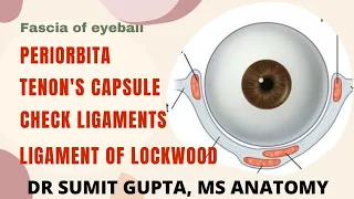 FASCIA OF ORBIT & EYEBALL | Tenon' capsule | Ligament of Lockwood's | Periorbita | Check ligaments |