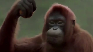 Sopa de macaco [Vídeo oficial ]