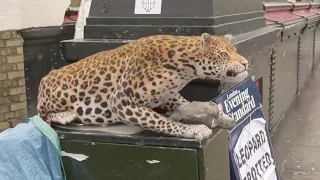 Funny Leopard PRANK  in public London