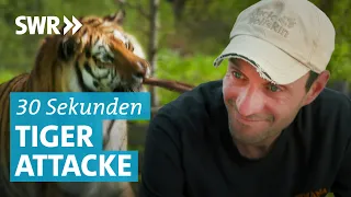 Ehemann rettet Dompteur vor Tiger