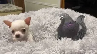 Pigeon and Dog Become Best Of Friends