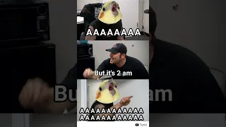 Relatable Memes of Birds | Relatable Memes Compilation | MEMES |  #shorts 174