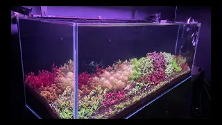 DUTCH GARDEN STYLE AQUASCAPE! SET UP AND PLANTING! (120cm)