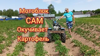 Второе окучивание картофеля мотоблоком НЕВА МБ-2