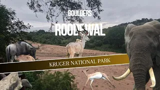 KRUGER NP | Boulders to Roodewal | The One with lots of Rain and Roadkills