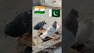 India vs Pakistan 😀 who is win ❤️ #india #pakistan #attitudestatus #kabootar #shorts #viral #video