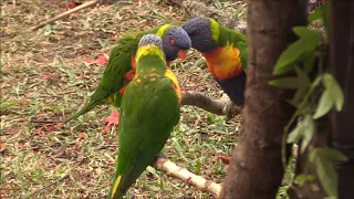 Rainbow Lorikeet courtship dance and mating