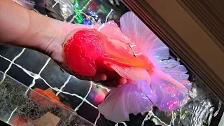 Aww So beautiful ! Top world high quality goldfish collection