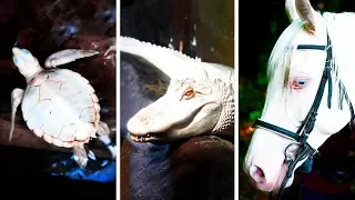 23 Albino Tiere Die Kaum Zuvor Gesehen Wurden