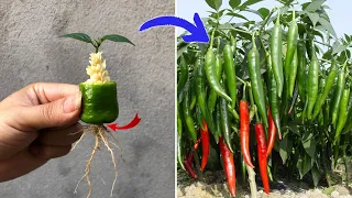 Few people know that peppers can be propagated this way | Relax Garden