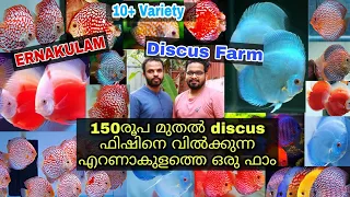 കേരളത്തിൽ തന്നെ മികച്ച രീതിയിൽ ഡിസ്‌കസ് ഫിഷ് ബ്രീഡ് ചെയ്യുന്ന ഫാം || Discus fish farm || Ernakulam