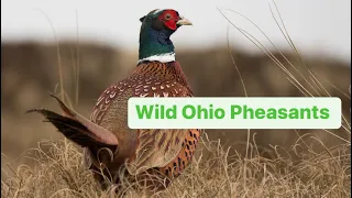 The *almost* Impossible mission. Finding WILD Ohio Pheasants (99% population loss)