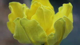 Sugar Gumpaste Fondant Tulip Flowers Cake Decorating Tutorial #sugartuliptutorial #howto