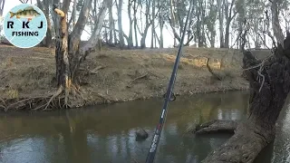 Catching Yellowbelly off the surface in the Campaspe river