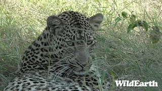 WildEarth - Sunrise Safari - 11 Mar 2023