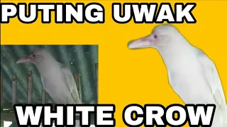 🔴 Viral Puting Uwak | Rare White Crow  / CEDRICK VLOG