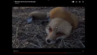 Perfectly red fox scream