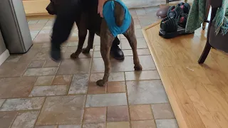 A home made diaper for a female dog in heat. part 2